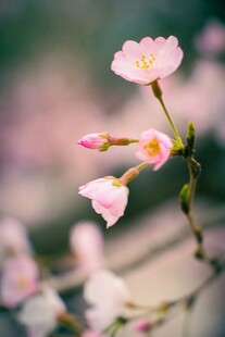 粉嫩樱花绽放枝头
