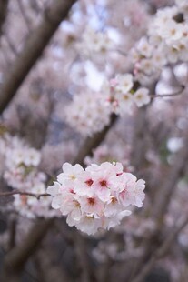 枝头绽放的粉嫩樱花