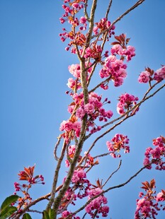 蓝天映衬下的绚烂梅花