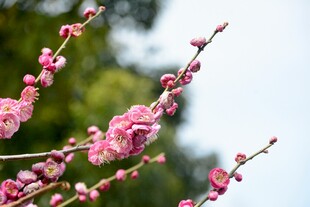 枝头绽放的娇艳粉色梅花