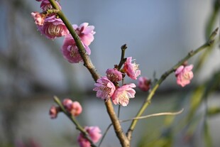 枝头绽放的粉嫩桃花