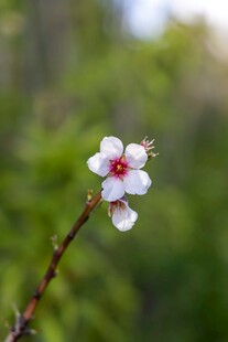 枝头绽放的娇艳桃花