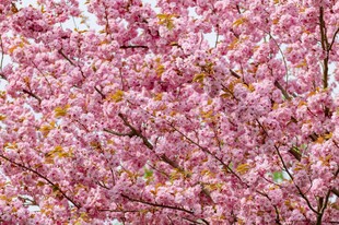 烂漫樱花绽放