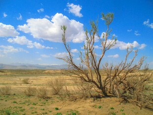 荒野枯树