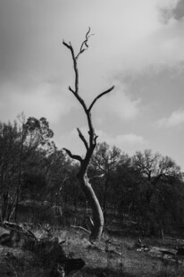 荒野枯树