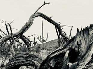 枯木嶙峋的荒野景象