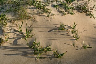 沙地上的绿色植物