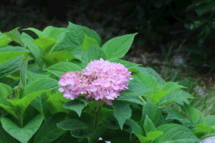 绣球花 