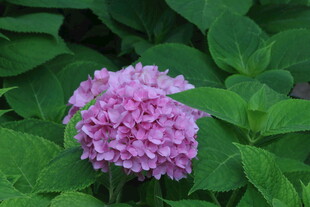 绣球花 