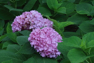 绣球花  