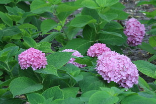 绣球花  