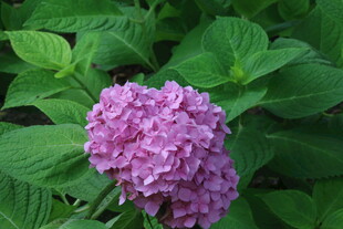 绣球花 