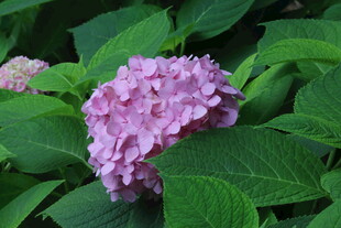 绣球花  