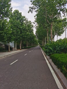 林荫大道