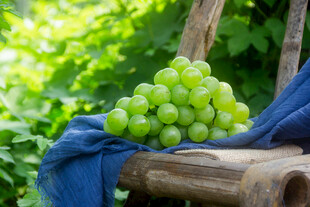 青葡萄
