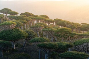 夕阳下的茂密松树林
