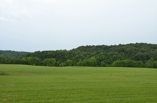 广袤绿野