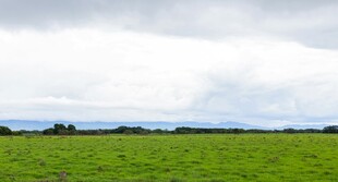 广袤绿野