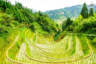 翠绿梯田