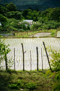 田园风光中的木栅栏与绿植