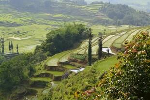 山间梯田美景