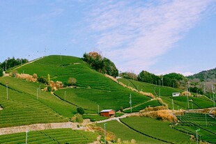 翠绿山坡田园风光美景