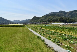 田园风光中的农田与远山