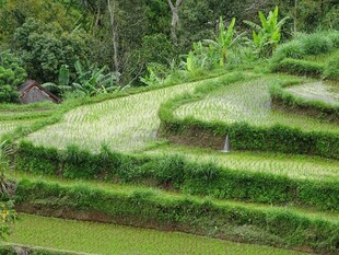 翠绿梯田美景