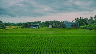 翠绿田野间的乡村景致