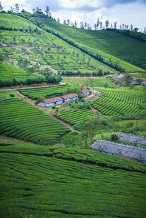 翠绿梯田茶园风光