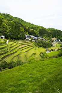 翠绿梯田中的宁静村落