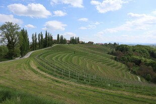田园风光中的蜿蜒田地