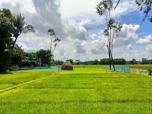 翠绿田野与蓝天白云美景