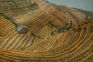 秋日梯田美景