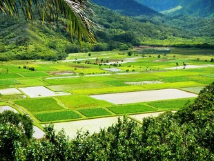 山间绿野田园风光美景