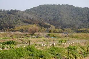 田园牧场景色
