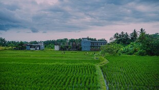 田园绿野风光