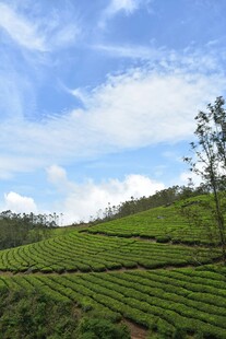 翠绿茶园与蓝天白云美景