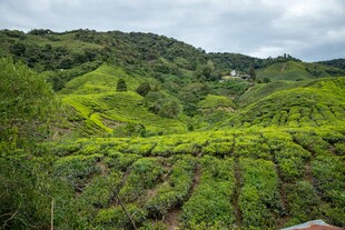 翠绿山坡上的整齐茶园