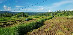 田园风光