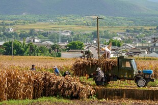秋日田间农机忙碌景象