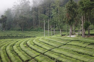 云雾中的翠绿梯田茶园