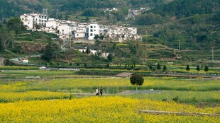 田园风光中的村落美景