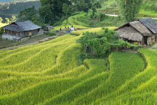 田园风光中的乡村小屋