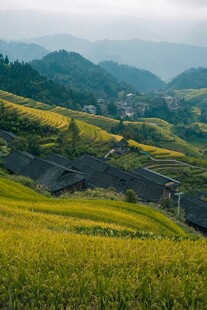 山间金黄梯田美景