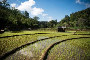 田园稻田风光美景