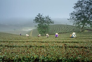 雾中茶园里的采茶人
