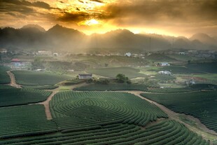日出下的田园梯田美景