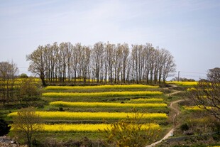 春日梯田油菜花与树林景