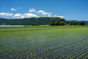 田园稻田风光